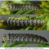 zeg eupheme larva3 volg